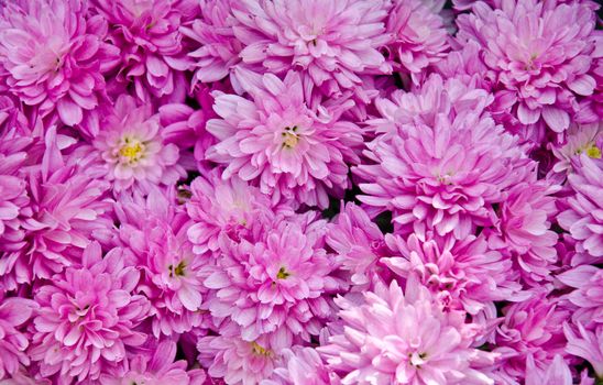 pink flower blooming background