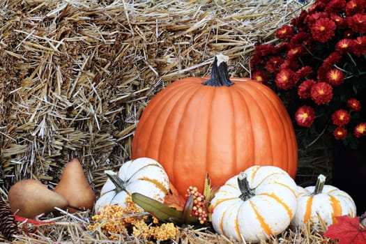 Pumpkins and Chrysanthemums on a bale of straw with berries and pears.