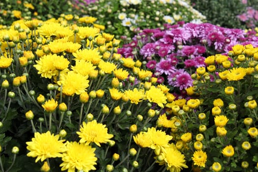 autumn flower background