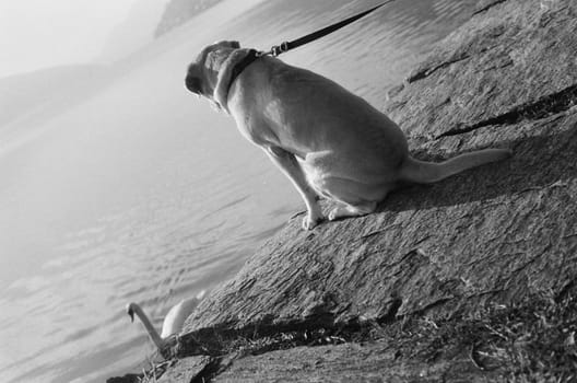labrador at the lake black and white picture