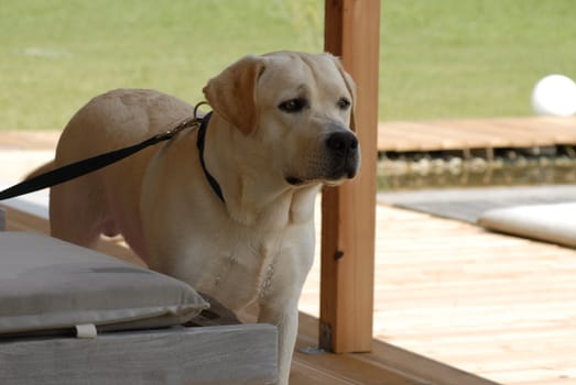 labrador at the pond