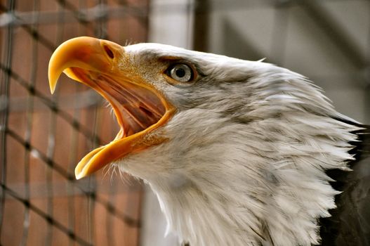 Bald Eagle in Rehabilitation Center