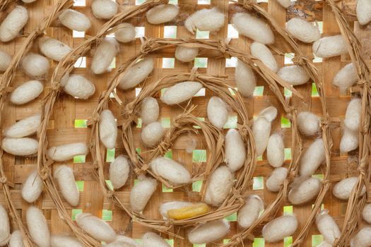 Silk Cocoons in a basket