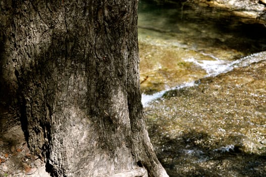 River through the tree