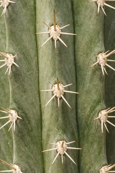 Cactus background