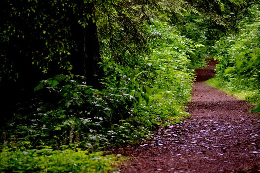 Trail on the right