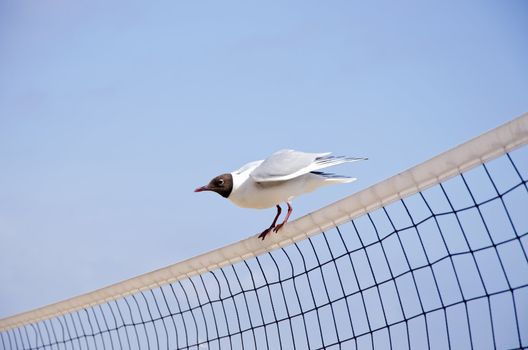 seagull (Larus ridibundus) on volleyball net in resort