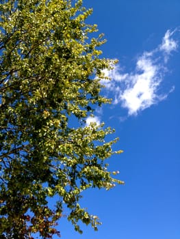 Tree against sky