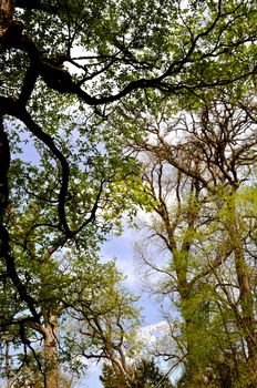 Tree and sky