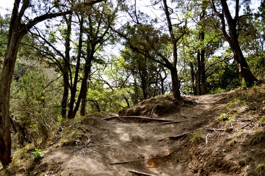 Trees in the forest