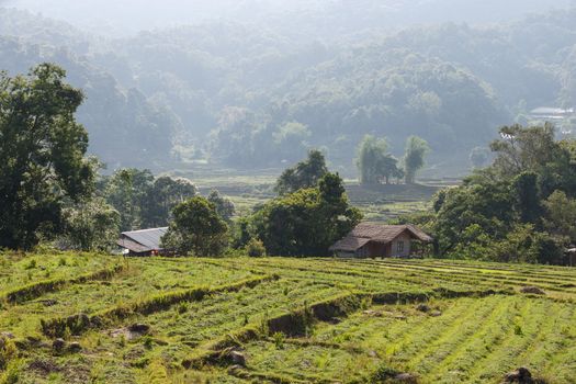 Rice field in northern Thailand