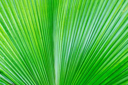 Green leaf of rainforest palm tree, close up as background texture.