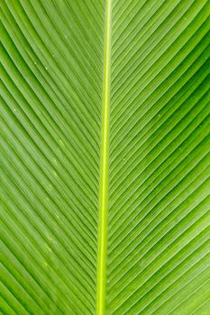 Green leaf of rainforest palm tree, close up as background texture.