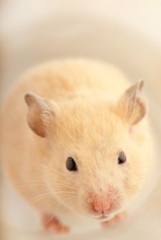 White domestic mouse roaming in a studio