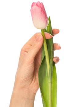 pink tulip in the hand as a symbol of spring