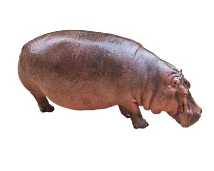 Hippopotamus isolated in the white background.