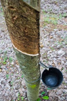 Milk of rubber tree flows into a  bowl