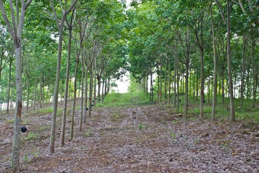 Rows of rubber trees, Eastern Thailand.