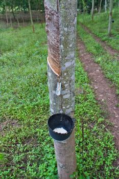 Milk of rubber tree flows into a  bowl