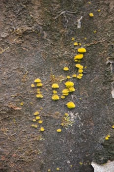 natural moss on stone