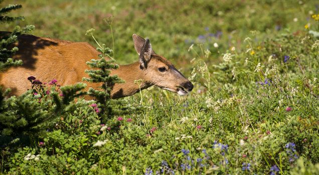 A Wild Deer grazes on Grasses and Flowers on Mt Rainier