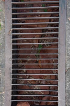 Drain grating