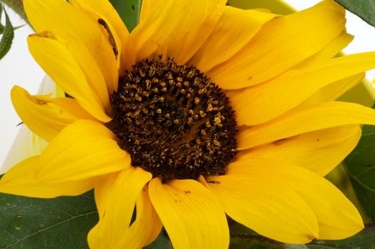 Perfect Sunflower with Leafs closeup 