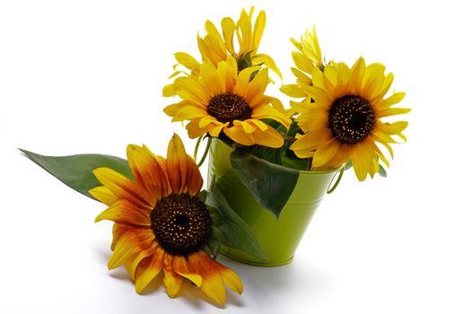 Bunch of Beautiful Sunflowers in Green Bucket isolated on white background