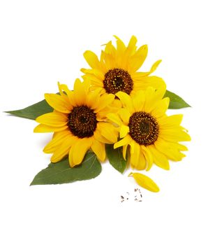 Three Perfect Little Sunflowers with Leafs and Petals isolated on white background