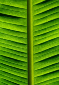 Background of Perfect Banana Palm Green  Leaf closeup