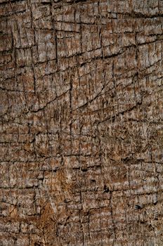 Background of Dry Old Palm Tree Trunk closeup