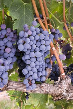 Grapes on the Vine