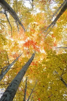 Trees in a forest in autumn with colored leaves