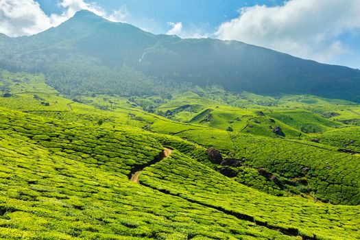 Tea plantations. Munnar, Kerala, India