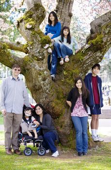 Multiracial family of seven next to cherry tree in full bloom. Spring time.Little boy in wheelchair disabled with cerebral palsy