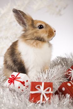 Christmas bunny