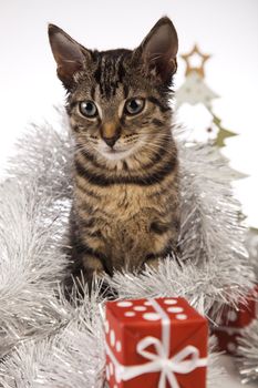 Christmas cat