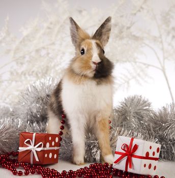 Christmas bunny