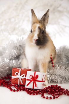 Christmas bunny