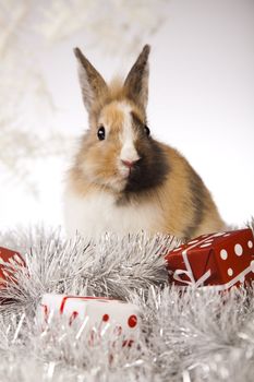 Christmas bunny