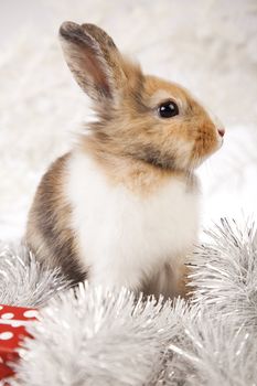 Christmas bunny