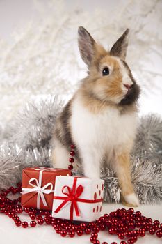 Christmas bunny