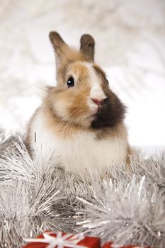 Christmas bunny