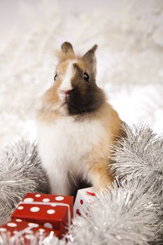 Christmas bunny