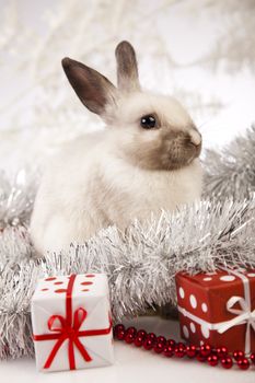 Christmas bunny