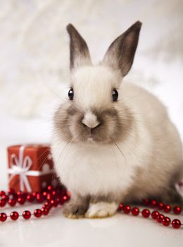 Christmas bunny