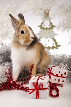 Christmas bunny