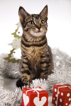 Cat christmas