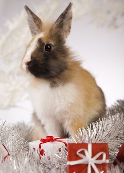 Christmas bunny