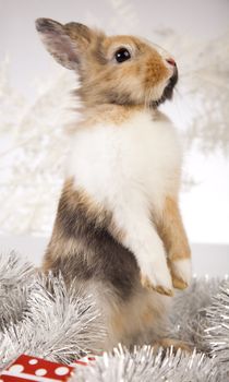 Christmas bunny